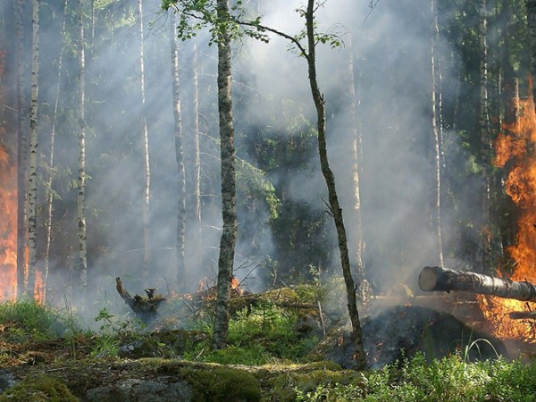 Les feux de&nbsp;forêt