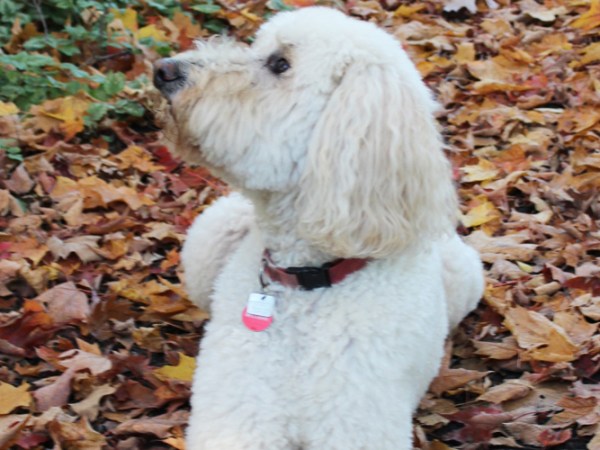 Découvertes de l&rsquo;automne